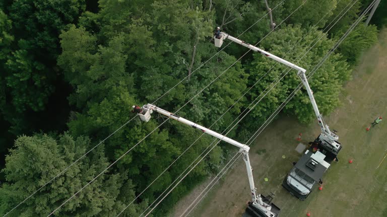 How Our Tree Care Process Works  in Santa Fe Springs, CA